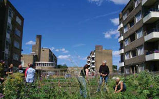 Guinness allotments